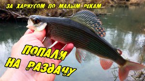 ПОПАЛИ НА РАЗДАЧУ!!! ЗА ХАРИУСОМ ПО МАЛЫМ РЕКАМ. Рыбалка на Хариуса в Новосибирске.
