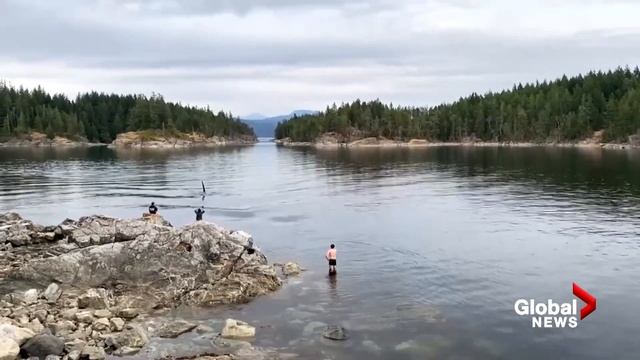 Pod of orcas surprise swimmers off BC coast, video shows смотреть онлайн