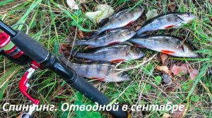 Отводной поводок! Учусь ловить окуня осенью! Рыбалка в сентябре. Окунь на спиннинг.
