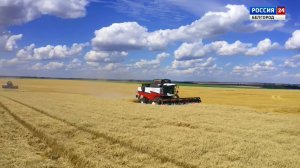 Стоимость валовой продукции в Белгородской области за 2024 год достигла 377,5 млрд рублей