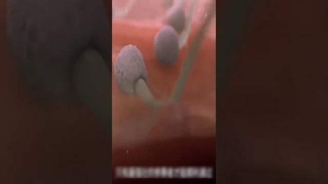 phim hoạt hình cuộc chiến giữa 300 triệu con nòng nọcđể trở thành em bé
