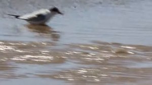 Речная крачка (Sterna hirundo) на Волге (часть2)