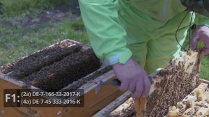 Начало вывода трутня