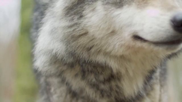 Manifest your wish and fulfill any problem/financial/mental/Physical/emotionalWOLF MAGIC BEGIN NOW смотреть онлайн