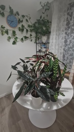 Обзор новинок комнатных растений  #обзор #garden #plants #обзоррастений #цветы #растения
