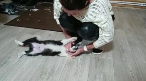 Привезли щенка бордер колли домой из Коломны _ знакомство с котами