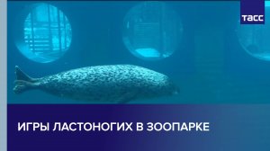 Игры ластоногих в зоопарке