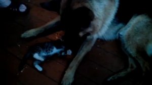 Овчарка и котенок.