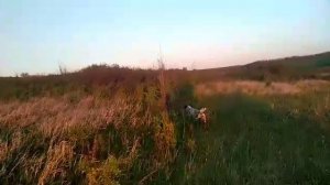 Немецкий дратхаар Пани Берта