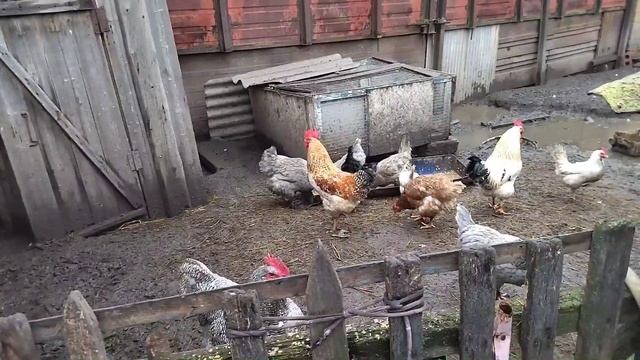 Сувенирные кружки. Пастбищные земли