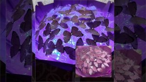 букеты из бабочек