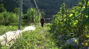 Pigs Raised for 2 Years Sold for 12 Million - Harvesting Cucumbers Bringing Go. Trieu Mai Huong