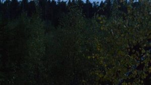 Лось во время гона.