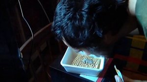 Роллтон с Грибами (маленький, 60г)