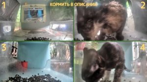 У НАС МОЖНО КОРМИТЬ КОТИКОВ