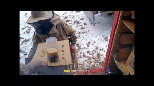 пчелы "с севера" вместо узбечек? почему нет?