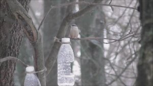 Поползень у кормушки, наблюдение птиц в Великом Новгороде, 2 января 2025