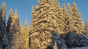 #зимний лес