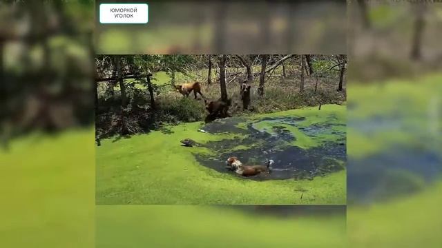 Осторожно собаки! Смешные и забавные видео со злыми собаками смотреть онлайн