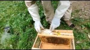 подсадка плодной матки