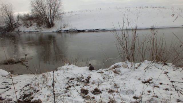 Вызаривание подсадной. 3 день. Приучаем к выстрелу смотреть онлайн