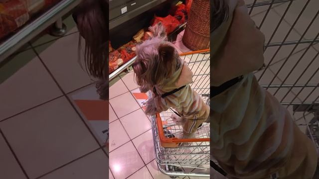 Йорк Томми 🐕💋 в супермаркете!🐕💋❤️моя любовь,мой любимый! выбирает себе мясо на ужин! смотреть всем смотреть онлайн