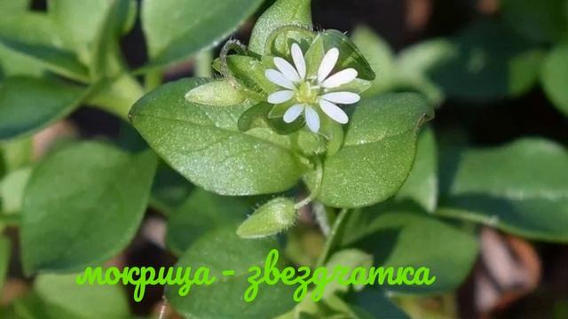 Мокрица. Целебный отвар и настой из мокрицы.Полезные свойства. смотреть онлайн