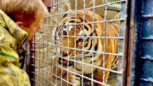 Олег Зубков переводит в новый вольер САМОГО ОГРОМНОГО тигра, но самка тигра не довольна этим!