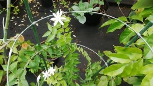 Жасмин Волос Ангела, Пушистый Жасмин, Jasminum pubescens