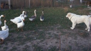 Great Pyrenees is herding Geese. - Пиренейская горная собака работает с гусями.