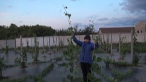 Формировка кустов винограда на два рукава в первый год вегетации. 2022 г.