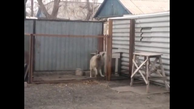 Собака танцует ЧУВАЧАК ПРОЕКТ Х Часть #1 смотреть онлайн