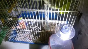 Обзор автодолива воды в Норма Луппер