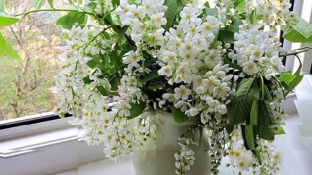 "Белая черёмуха" песня на стихи Галины Ляшенко, музыка и вокал Сергея Молодых смотреть онлайн