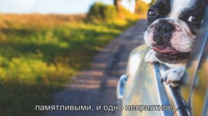 Почему собаки лают на почтальона?