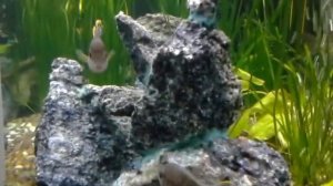 Нерест Акары бирюзовой