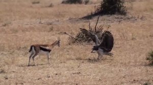 Eagle attack impala