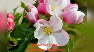 "КАК ЯБЛОНЯ ЦВЕЛА! "- ПОЭТ НИНА ИГНАТОВА