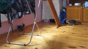 Котенок играет с шиншиллой!