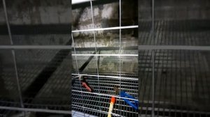 клетка для кур с пометоудалением