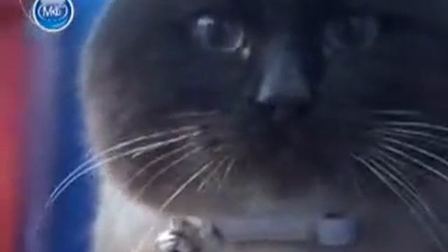 Преданный голубоглазый кот