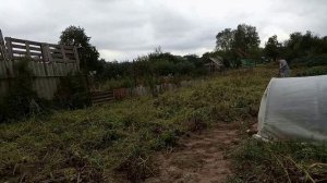 Убираем сорняк на картошке