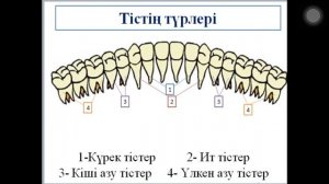 Тістің құрылысы мен қызметі
