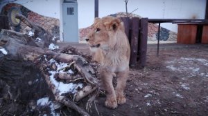 Физкультурно-танцевальный  марафон с Львенком Шерханом!