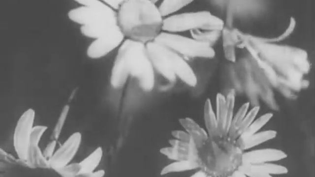 В мире насекомых (1936 год)