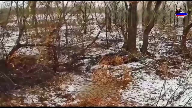 Бои на Курском фронте: 56 полк ВДВ массово сжигает НАТОвские танки и другую технику врага смотреть онлайн