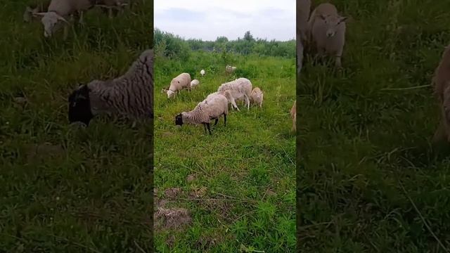 Пополнение. Катумские овцы.