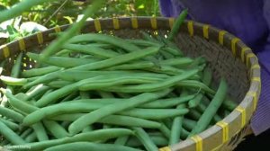 Using Banana Trees as Pig Food - Harvesting Long Beans to Sell at Market | Trieu Mai Huong