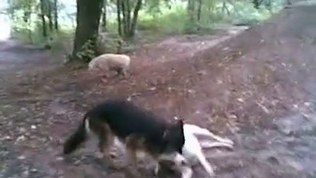 Охота на "дичь" смотреть онлайн