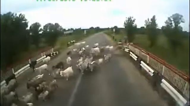 БУСПРЕДЕЛ ПЬЯНОГО ВОДИТЕЛЯ смотреть онлайн